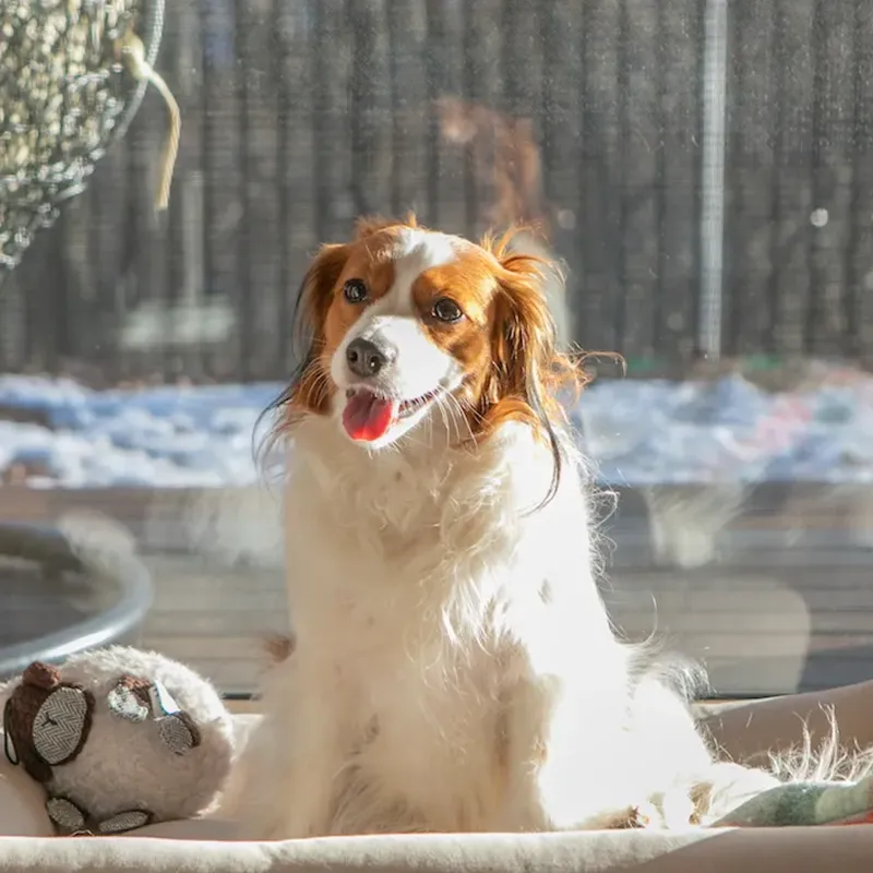 koremone事業Gconcept